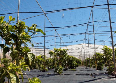 Invernadero ecológico Brahmavitta en Tenerife España
